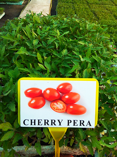cherry pera
