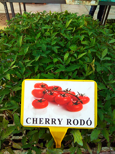 cherry redondo
