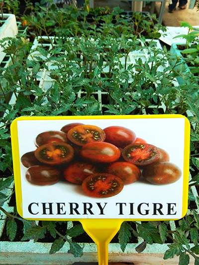 cherry tigre