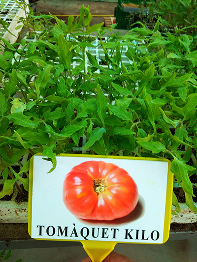 tomate de barbastro