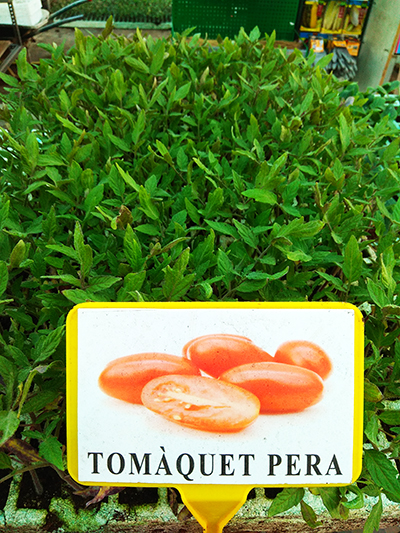 tomate de pera